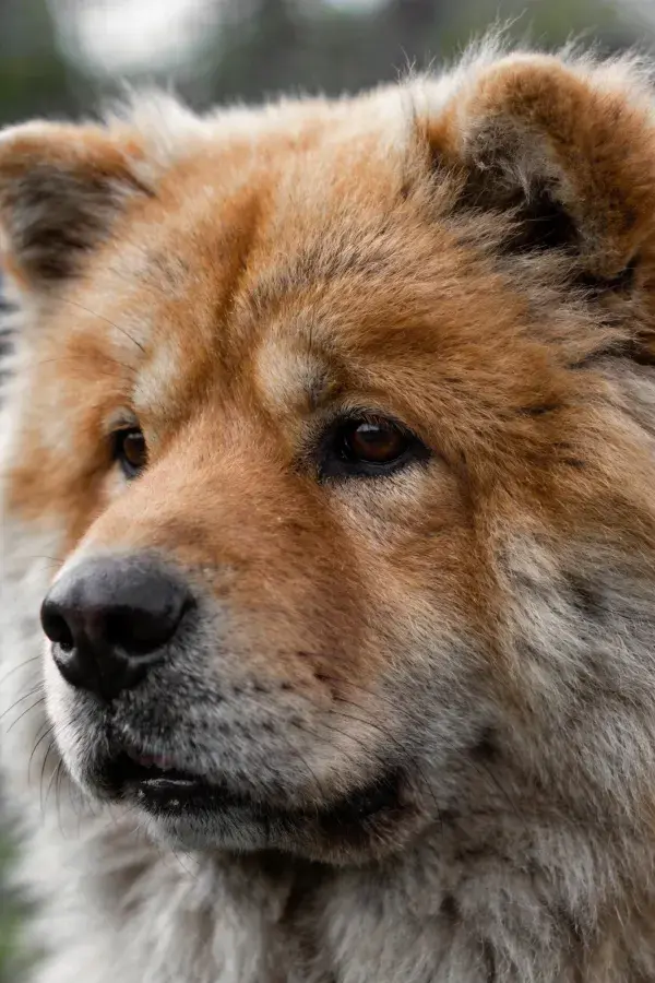 特写展示毛发蓬松的松狮犬形象