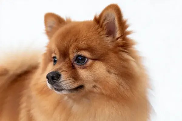 博美犬特写镜头下的暖色调宠物形象