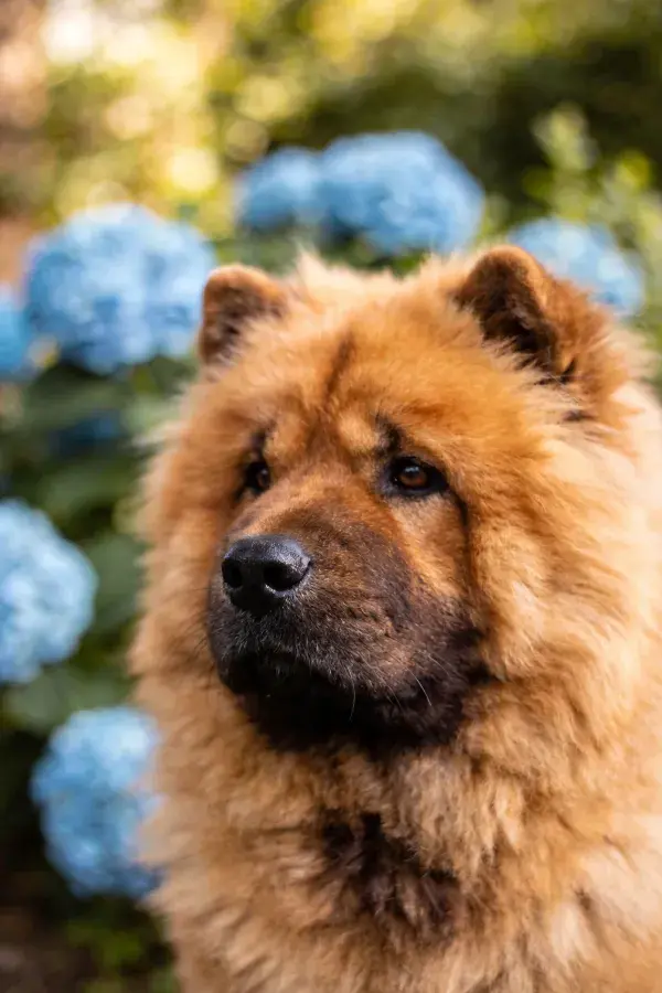 花园中毛发蓬松的狆犬特写