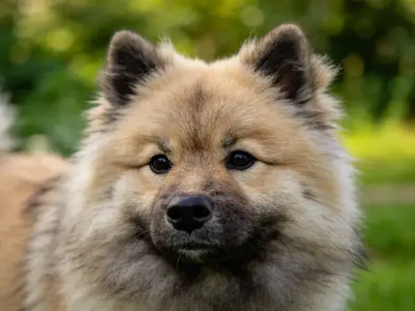 Keeshond犬皮毛特写于环境