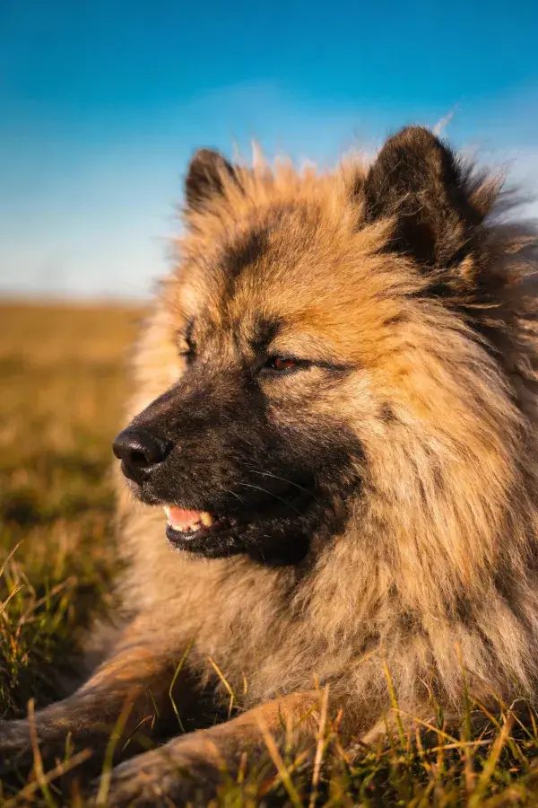 凯斯霍恩犬在草地上的姿态捕捉