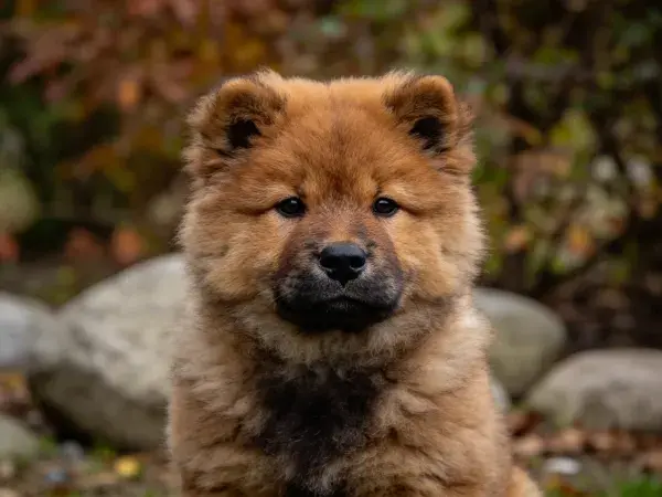 松狮幼犬于岩石环境中的特写