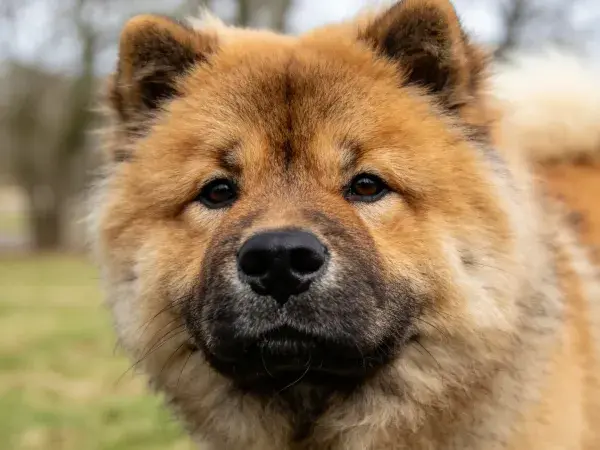 阳光下草地里的松狮犬特写镜头