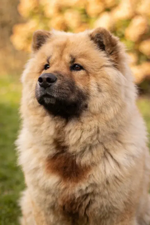 浅棕色松狮犬在暖光环境中的特写