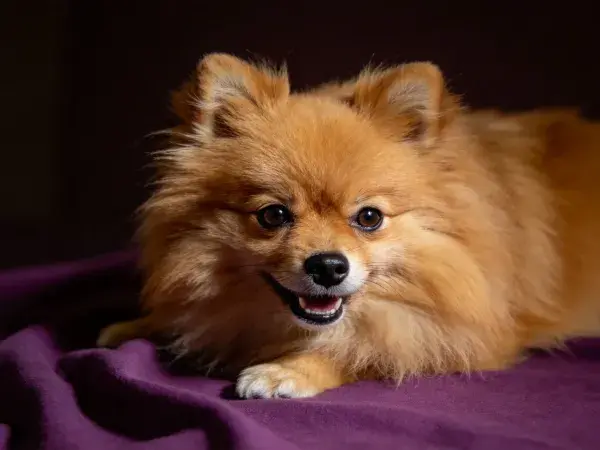 博美犬躺卧在紫色布料上