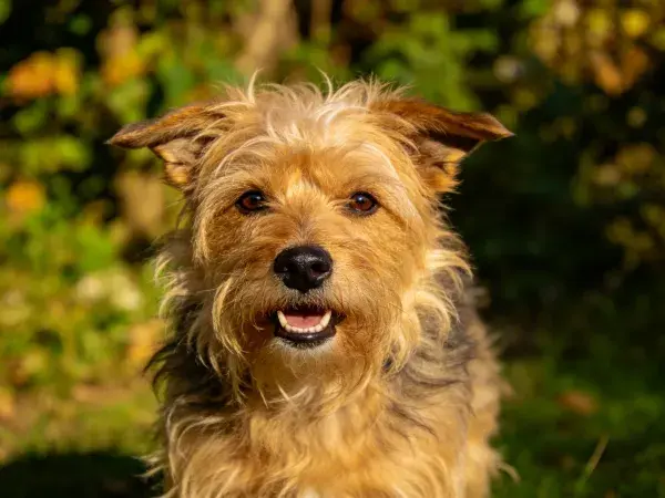 绿意背景下的诺福克梗犬特写镜头