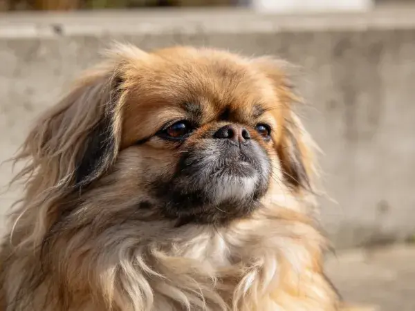 北京犬面部特写于户外
