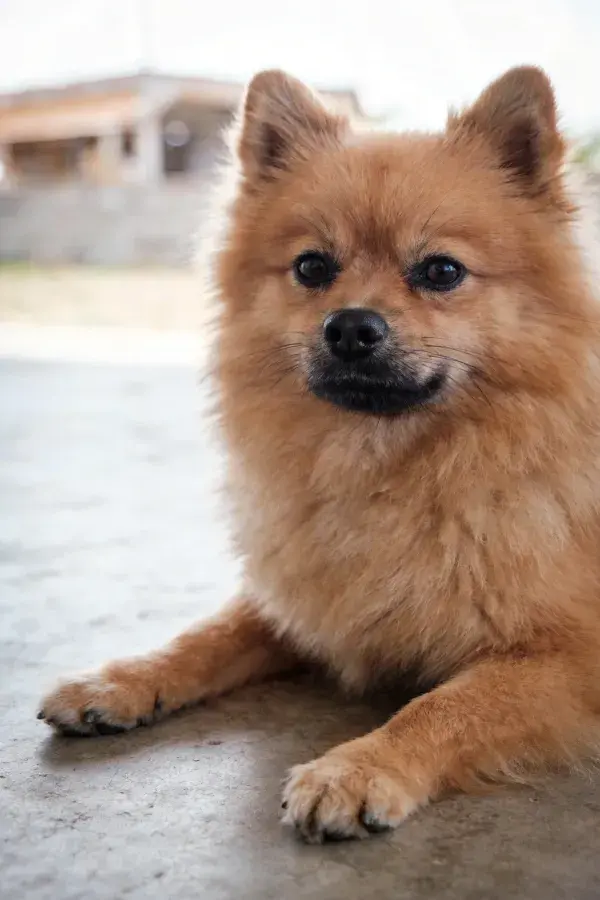 近景拍摄一只浅棕色博美犬