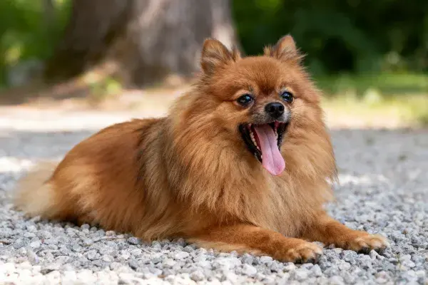 户外碎石路面上的博美犬