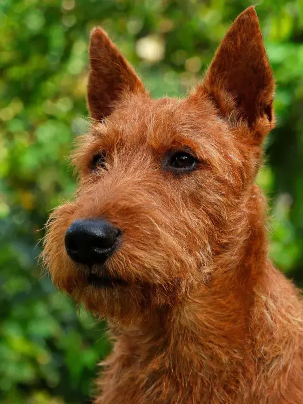 爱尔兰梗犬特写展现红棕色粗硬被毛质感