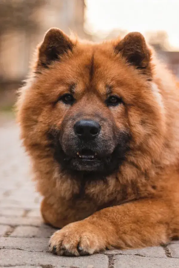 砖石地面上的棕红色松狮犬特写