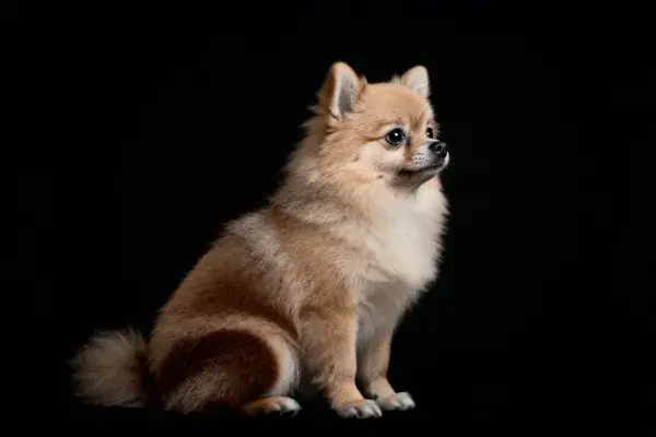 静坐的博美犬特写镜头