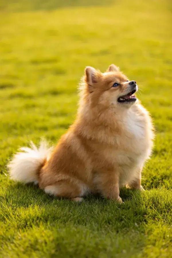 博美犬在草地上的特写镜头