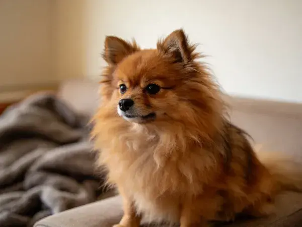 室内沙发上坐着的博美犬
