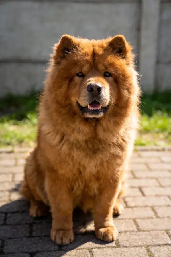 红棕色松狮犬的毛发特写