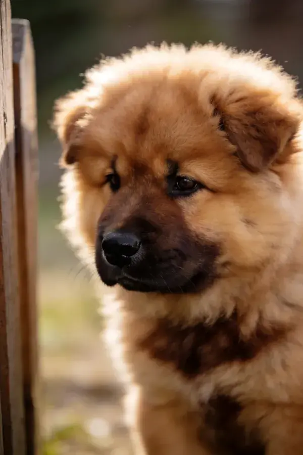 木栅旁的中华獒犬幼崽