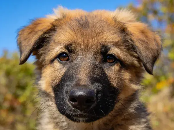 户外环境中的德国牧羊犬幼犬特写