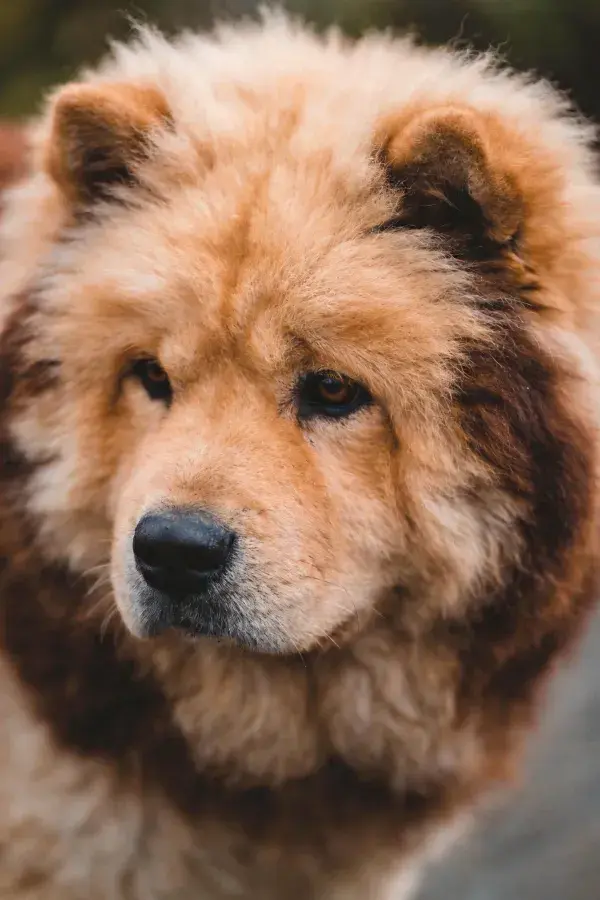 棕色卷毛松狮犬近景特写