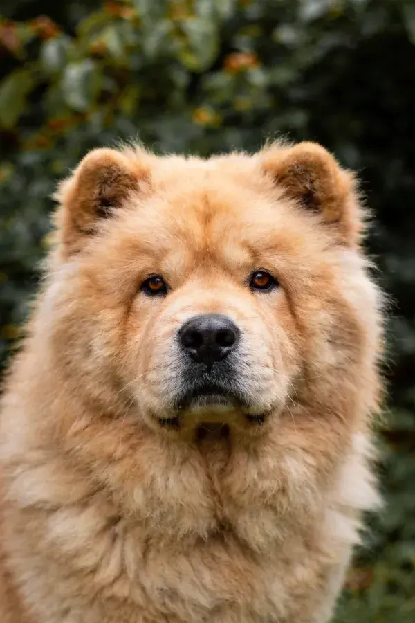 绿植背景下的柴犬特写