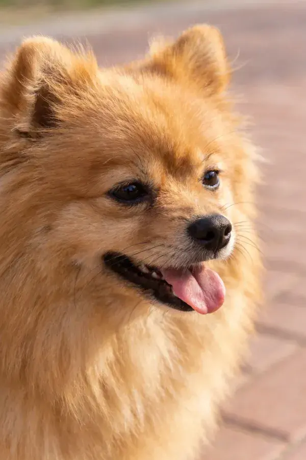博美犬在砖石路面上的特写画面