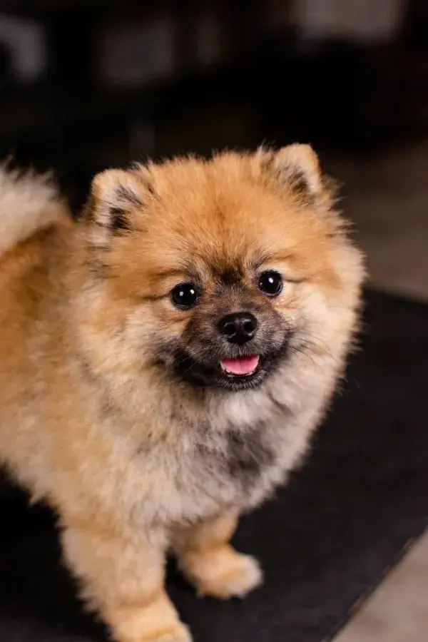 博美犬在室内场景下的特写画面