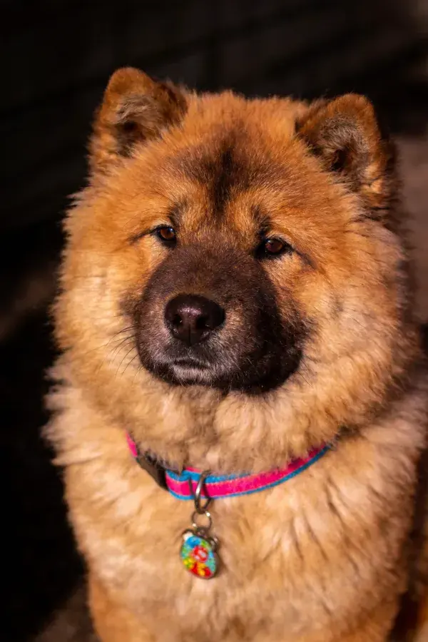 特写镜头下佩戴彩色项圈的松狮犬