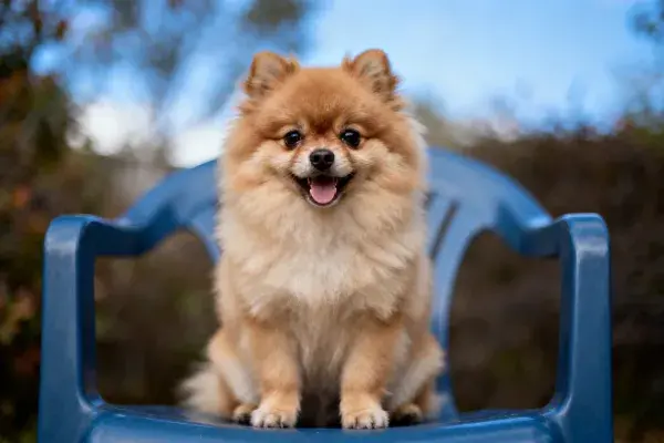 户外环境中的蓝椅博美犬
