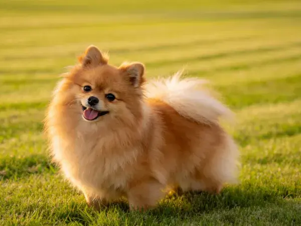 博美犬于草地站立姿态