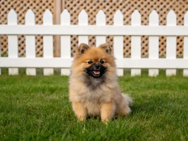 草地白色栅栏前的博美犬特写