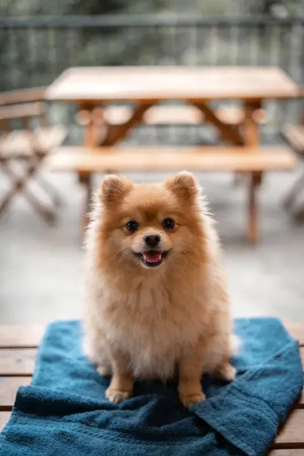 博美犬于户外木桌上的特写