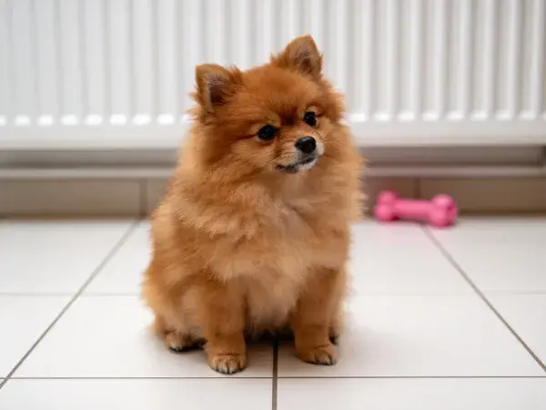室内瓷砖地面上的博美犬