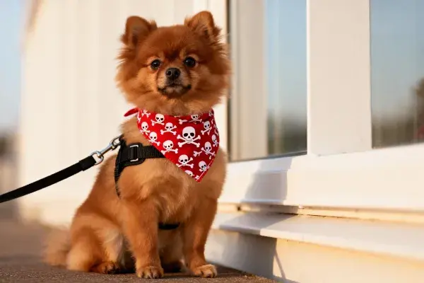阳光下戴骷髅花纹围巾的博美犬特写