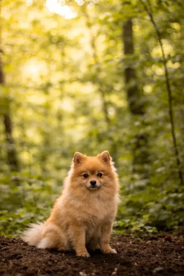 森林背景下博美犬坐姿特写