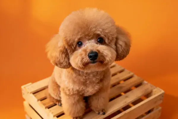 玩具贵宾犬坐在木托盘上