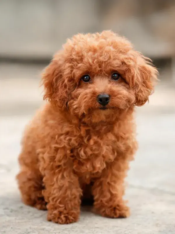 小型贵宾犬安静坐于户外场景