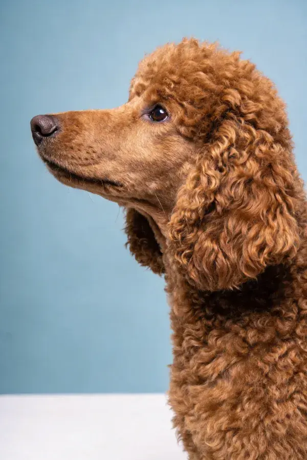 标准贵宾犬特写展现卷毛质感