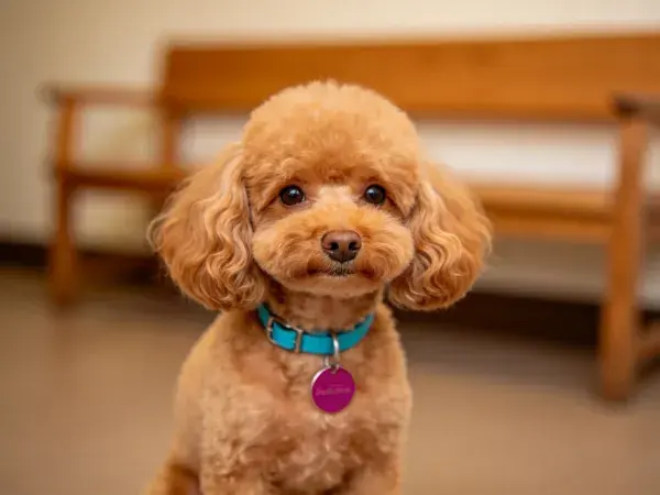 室内特写一只浅棕色贵宾犬