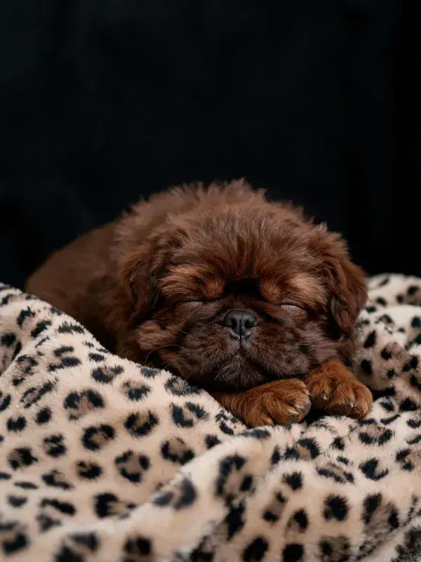 深色豹纹毯上的北京犬幼崽