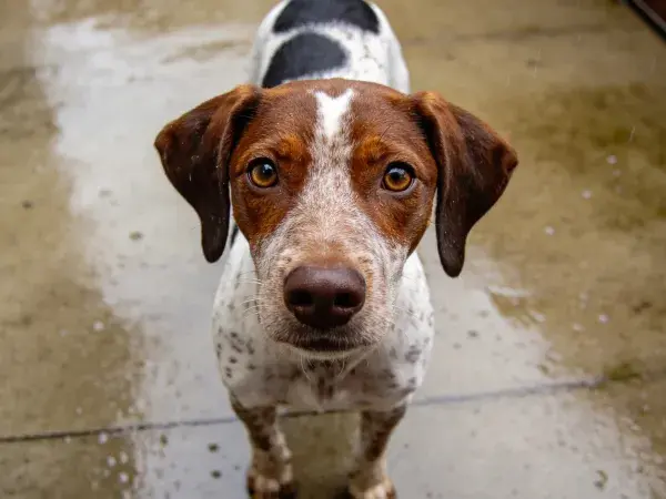 潮湿地面上的短毛指示犬