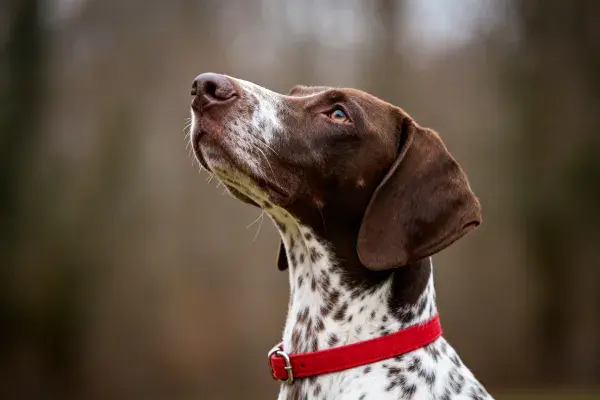 德国短毛指示犬森林特写镜头