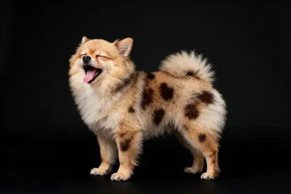 斑点博美犬张嘴打哈欠特写