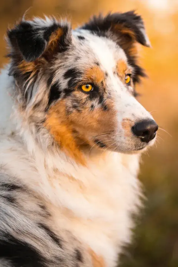 暖光下的三色边境牧羊犬特写