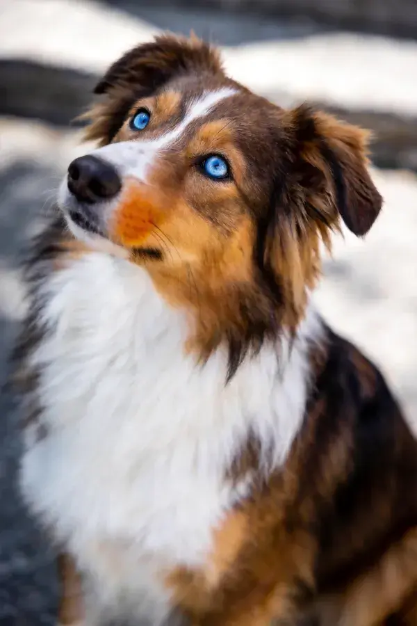 户外光影下蓝眼三色澳大利亚牧牛犬特写