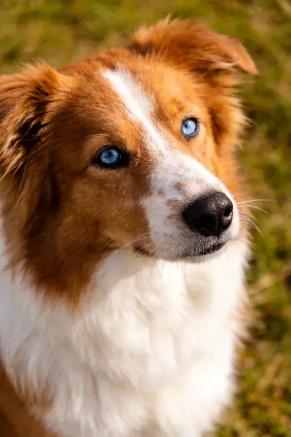 阳光草地上的棕白边境牧羊犬特写