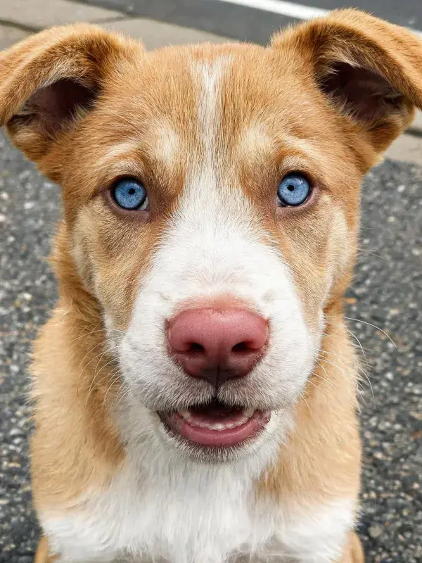 特写捕捉蓝眼短毛混血犬