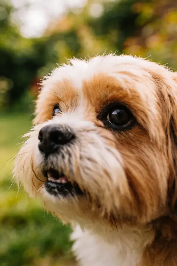 浅棕长毛混血犬户外特写