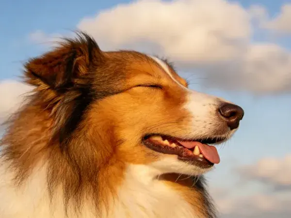 浅棕白相间苏格兰牧羊犬头部特写