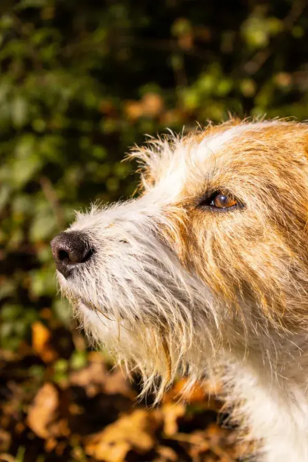 边界梗犬在绿植背景下的特写镜头