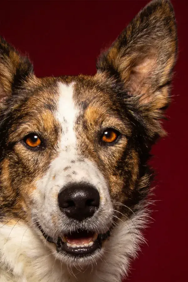 近景捕捉三色牧羊犬面部特征