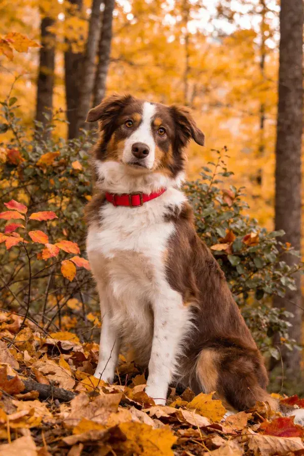 三色边境牧羊犬混种于秋林落叶间